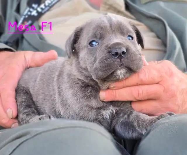 WORLD CLASS CANE CORSO PUPPIES in Dogs & Puppies for Rehoming in Vancouver - Image 5