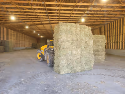 Small Squares of 1st cut hay for sale , NO rain , just mature hay that would work for horses or catt...