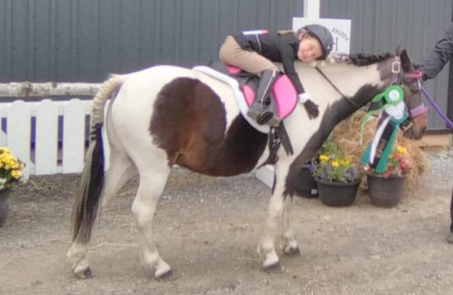 13 year old 12hh pony in Horses & Ponies for Rehoming in Trenton
