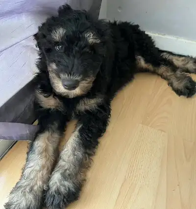 Golden doodle for sale black and tan, ready to go 8 weeks old, View more