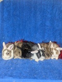 Extraordinary Holland lops & Netherland dwarfs City of Toronto Toronto (GTA) Preview
