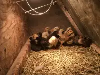 Chicks for sale. Barnyard mix