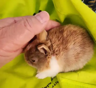 Good Featured Purebred Netherland Dwarf baby bunny rabbit, #Grea, View more
