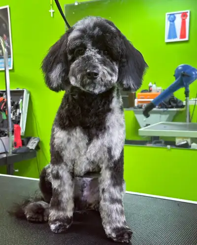 Cat & Dog Grooming, View more