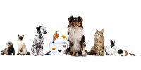 Pet Sitting for Cats, Dogs & Small animals 
