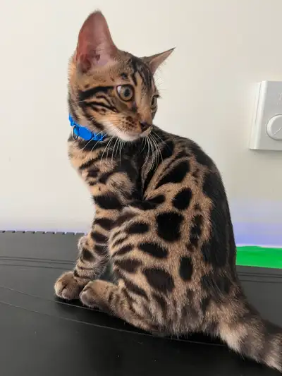 New Bengal Kitten for adoption!, View more