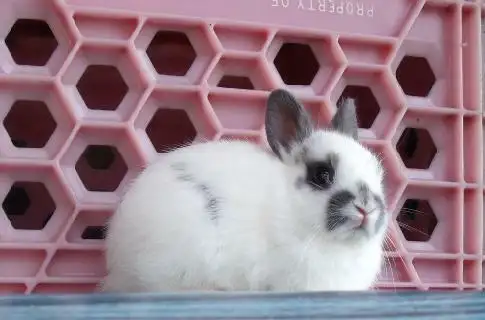 Bébés lapins & lapines Nain Polonais in Small Animals for Rehoming in Laurentides - Image 8