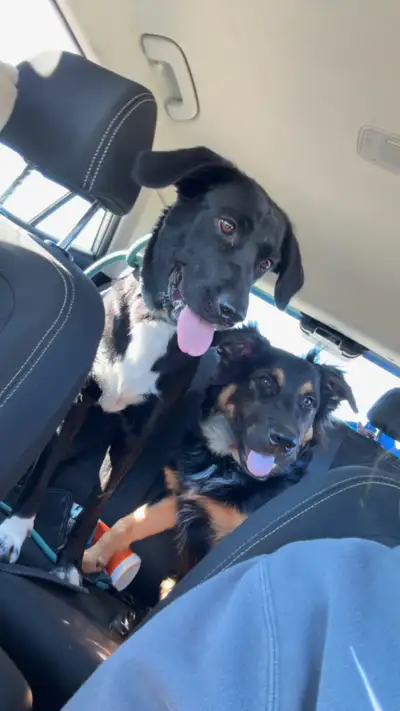 9 month Shepard mix, View more