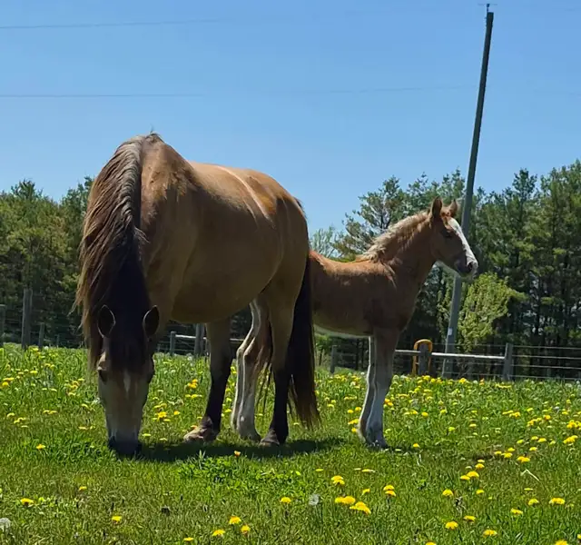 Gypsy X weanling colt in Horses & Ponies for Rehoming in Owen Sound - Image 4