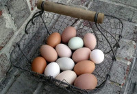 Fresh Free Range Chicken Eggs - Multiple Colours Available