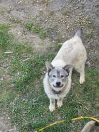 Lab husky maramute to rehome