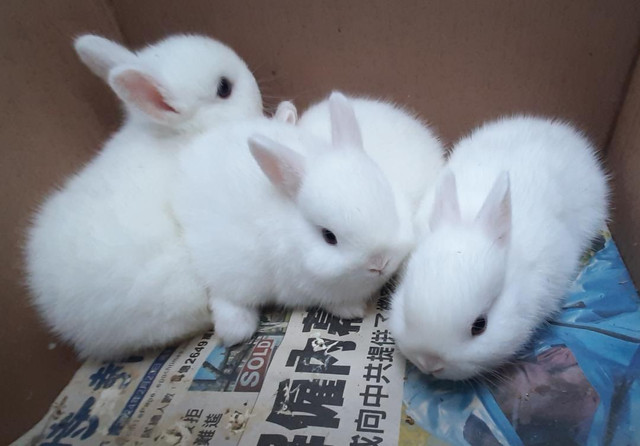 Good Featured BlueEye White Purebred Netherland Dwarf baby bunny in Small Animals for Rehoming in City of Toronto