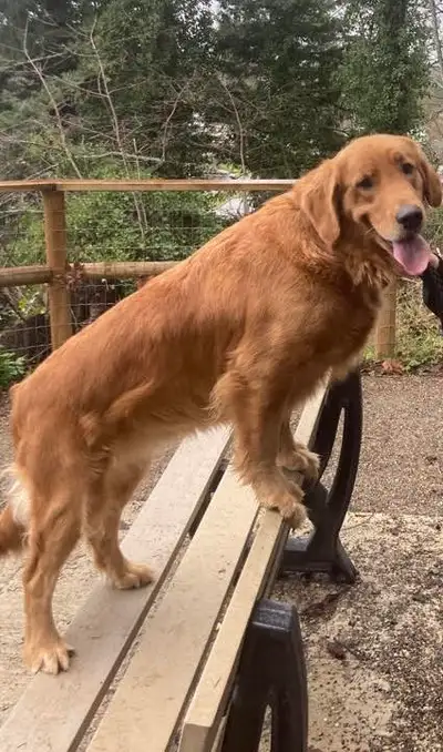 GOLDEN RETRIEVER  ADULT FEMALE TO REHOME, View more