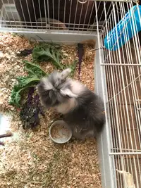 Two adorable bunnies with cages