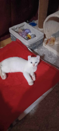 chaton male Highland linx pure race poil semi-long polydactyle a