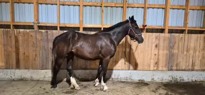 Gypsy X Yearling Filly, View more