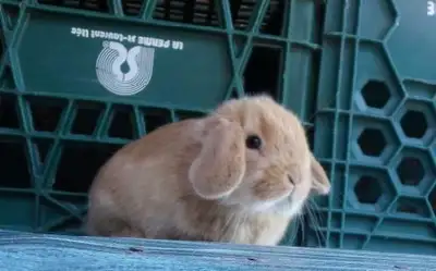 Bébés lapins & lapines Bélier Hollandais ( Bélier Nain ), View more