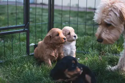 We are a small in home breeder who raises Aussidoodle puppies from health tested parents. Our puppie...