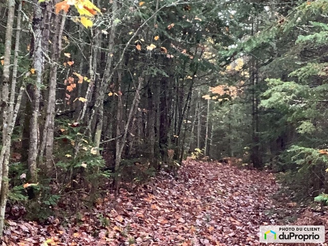 $55,000 - Wood Lot for sale in St-Alexandre-De-Kamouraska — photo 1