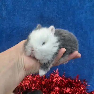 Attention: Please read the ad carefully. If the ad is up, bunnies ARE AVAILABLE. Next Ottawa deliver...