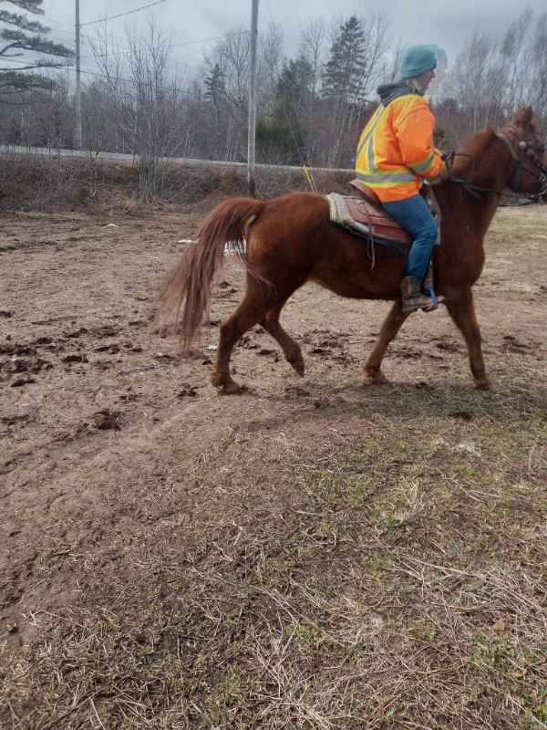 Appendix QH Mare in Horses & Ponies for Rehoming in Annapolis Valley - Image 4