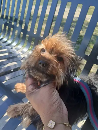Handsome Yorkie!, View more