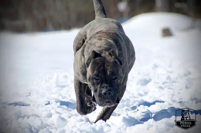 Presa Canario Puppies *Ready Now* in Dogs & Puppies for Rehoming in City of Toronto - Image 13