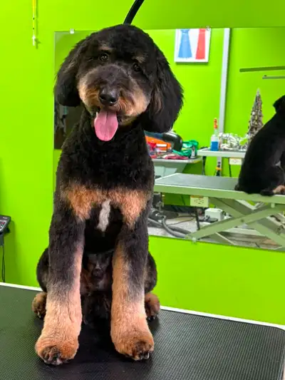 Cat and Dog Grooming! appts available, View more