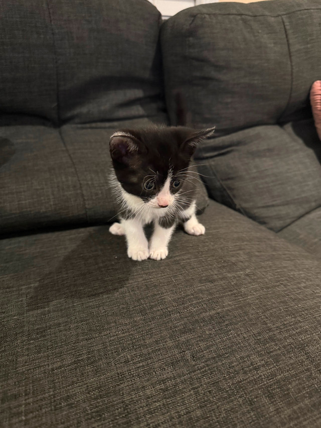 Adorable Kittens Ready for Their Forever Homes! in Cats & Kittens for Rehoming in Kitchener / Waterloo - Image 3