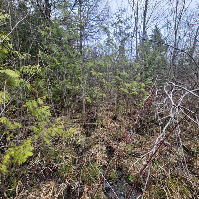 Large Treed Lot In Beautiful Stokes Bay Land for Sale Owen Sound