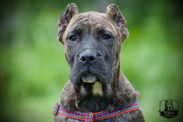 Presa Canario Puppies *Ready Now* in Dogs & Puppies for Rehoming in City of Toronto - Image 4
