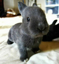 Bébés lapins & lapines Nain x Miniature