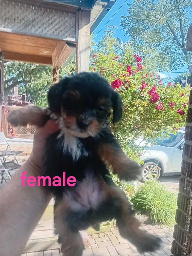 Puppies ready to go ( yorkiepoo) in Dogs & Puppies for Rehoming in City of Toronto - Image 5