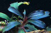 Aquatic aquarium plants moss, shrimp rare floaters