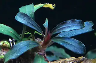 Aquatic aquarium plants moss, shrimp rare floaters, View more