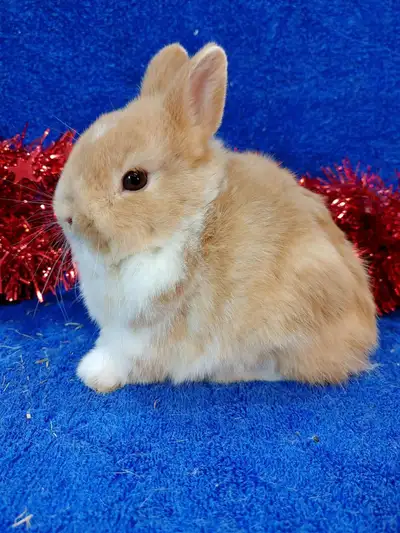 EXTRAORDINARY NETHERLAND DWARF & HOLLAND LOP BUNNY RABBITS, View more