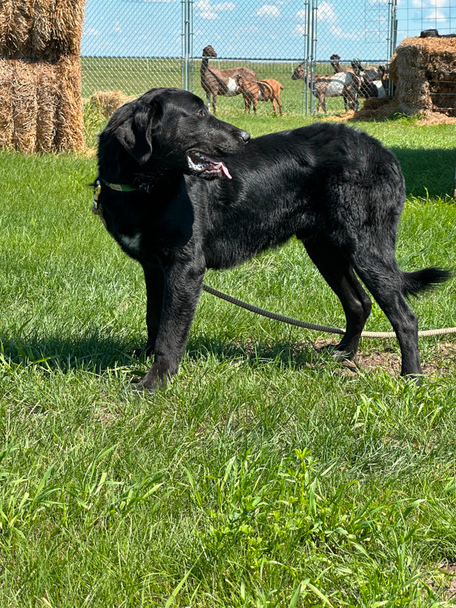 Maremma Cross Dogs in Dogs & Puppies for Rehoming in Calgary - Image 3