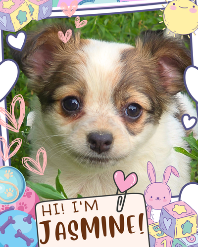 ❤️ Meet Jasmine! ❤️ Sweet Chihuahua Mix Puppy Raised with Love, View more