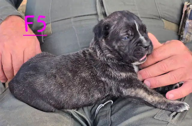 WORLD CLASS CANE CORSO PUPPIES in Dogs & Puppies for Rehoming in Vancouver - Image 9