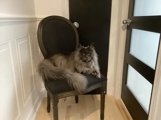 Chat maincoon in Cats & Kittens for Rehoming in Québec City - Image 9