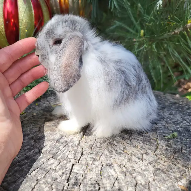 EXTRAORDINARY NETHERLAND DWARF,  HOLLAND LOP, LIONHEAD, MINI REX in Small Animals for Rehoming in City of Toronto - Image 11