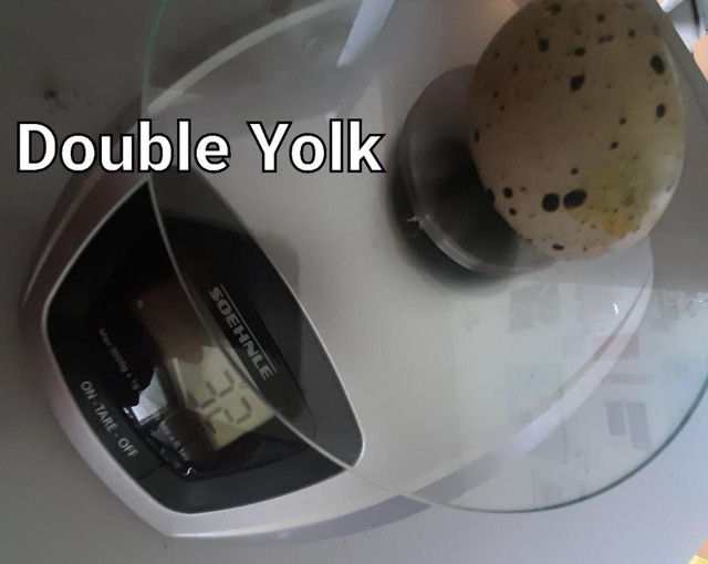 True Jumbo Brown Coturnix Quail Hatching Egg in Toronto near 401