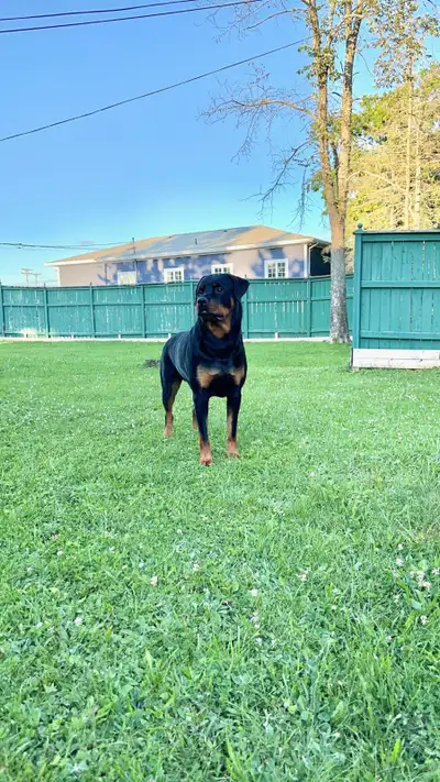 Dog for rehoming, View more