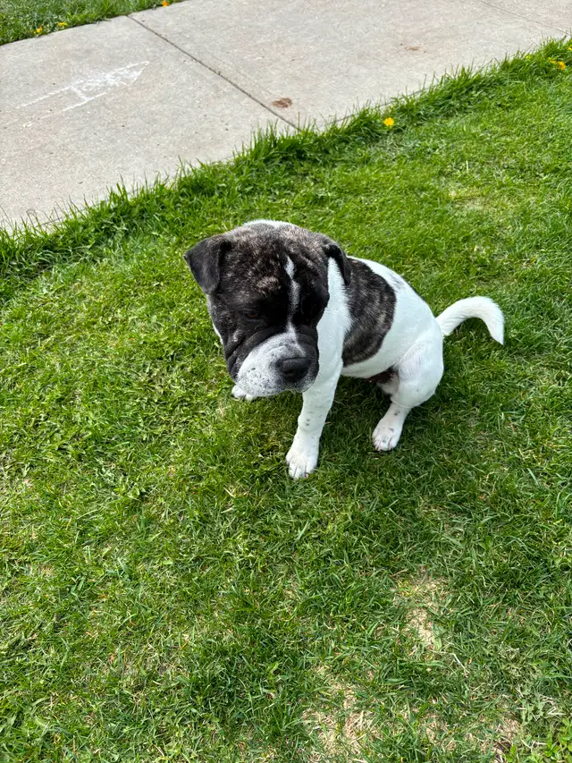 6 month old bulldog cross in Dogs & Puppies for Rehoming in Edmonton - Image 6