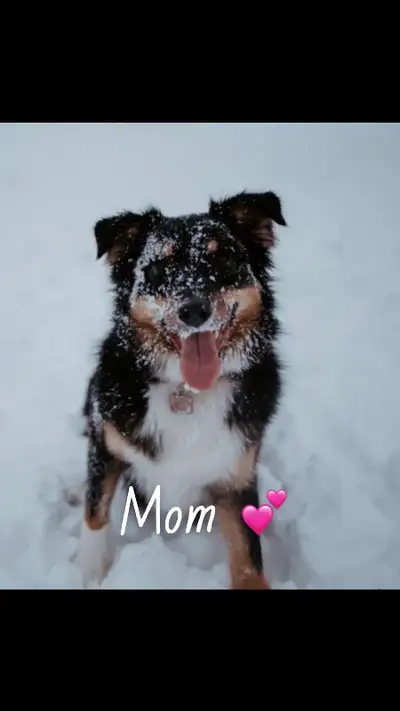 Ready for Spring Break! Last puppy available! Red tri female, ready to go March 17. American Stock D...