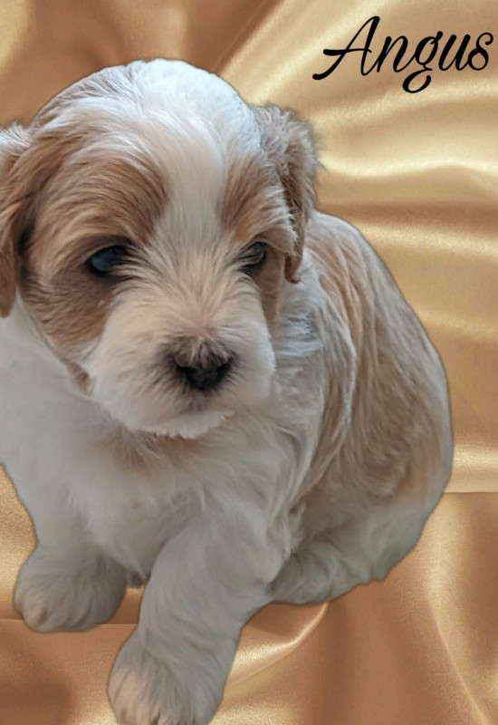 Purebred Havanese Available May 14 2024 in Dogs & Puppies for Rehoming in Comox / Courtenay / Cumberland - Image 4