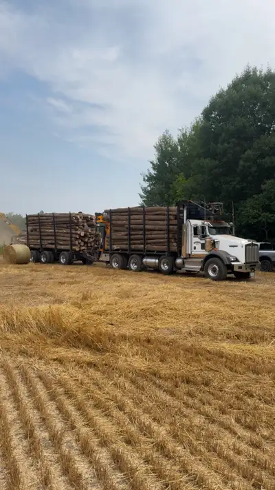 Firewood Logs For Sale, View more
