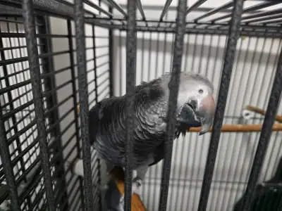 African grey parrots for saleIntroducing Rocky and Ellsa, View more