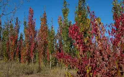 TREES FOR SALE  / "U"  dig and Save Big, View more