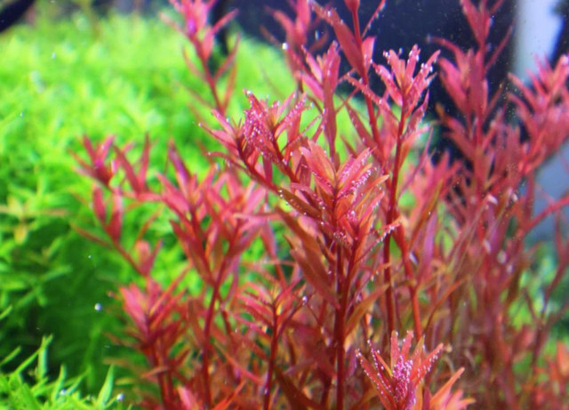 Aquarium aquatic plants "LOCALLY GROWN" in Fish for Rehoming in Winnipeg